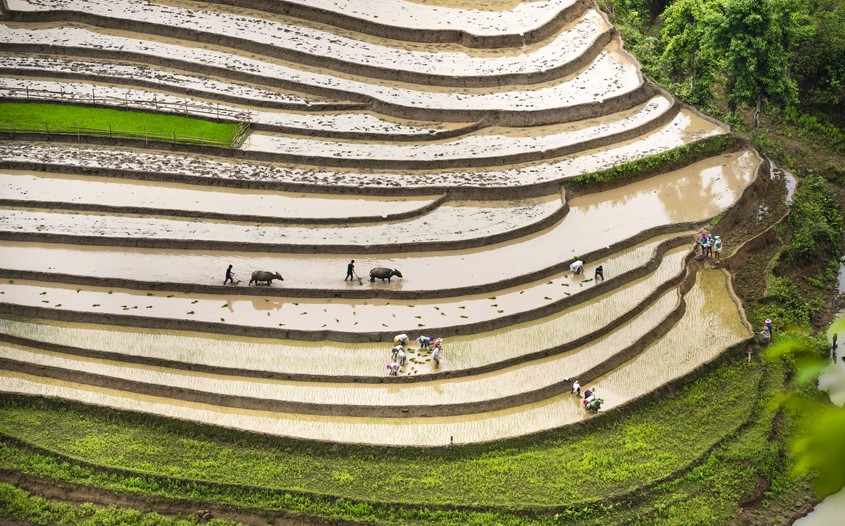 Tour of Hoang Su Phi Trekking to Bac Ha 10 Days